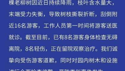 大树折断刮倒16名游客，济南趵突泉景区致歉
