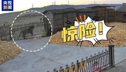 野生东北虎冲撞民宅,有村民被咬伤!当地紧急搜寻