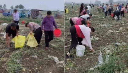 安徽500亩土豆被哄抢 民警要求种植户删帖:影响那么大,对你有利吗?