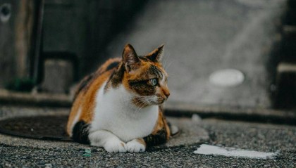 通辽玉米市场价曝光,价格波动如何影响消费者?