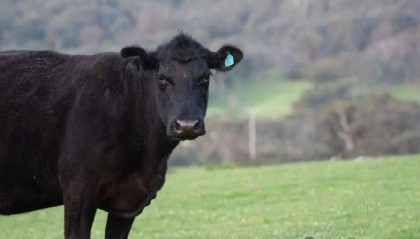 注意了,要开始大跌了吗……