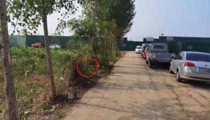 车主已去世，车却在案发现场徘徊……