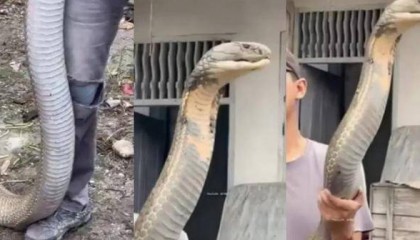 印度男子徒手抓巨型眼镜王蛇,网友:这是拼命演出吗