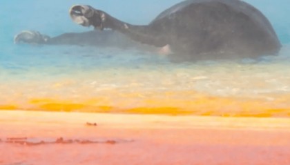 黄石公园观光,女子意外拍到野牛跌入89℃温泉被活活“煮”死