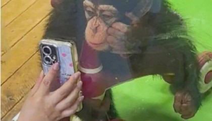 “请大家不要再给猩猩看手机了!”上海野生动物园提醒:会引发健康问题