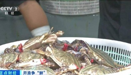 大连“开海”首个周末,海鲜价格走势如何?记者探访→