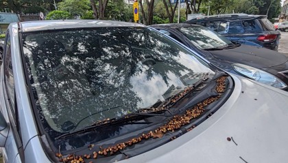 东莞市民投诉：果子掉落在车上难清洗！官方回应