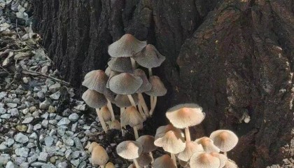 济南雨后路边长出蘑菇，医生紧急提醒：切勿食用