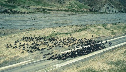 铁列克边境派出所民警护航牧民夏季转场