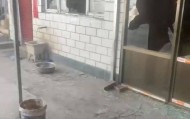 狗咬人引发血案！男子被狗咬伤后摔死狗，狗主人带亲属上门打砸遭反杀，双方各执一词，案件一审将开庭