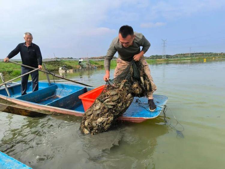 武汉江夏一地大闸蟹大量上市，日产1000斤当天售完，每只螃蟹有自己的“身份证”，吃深海小黄鱼长大