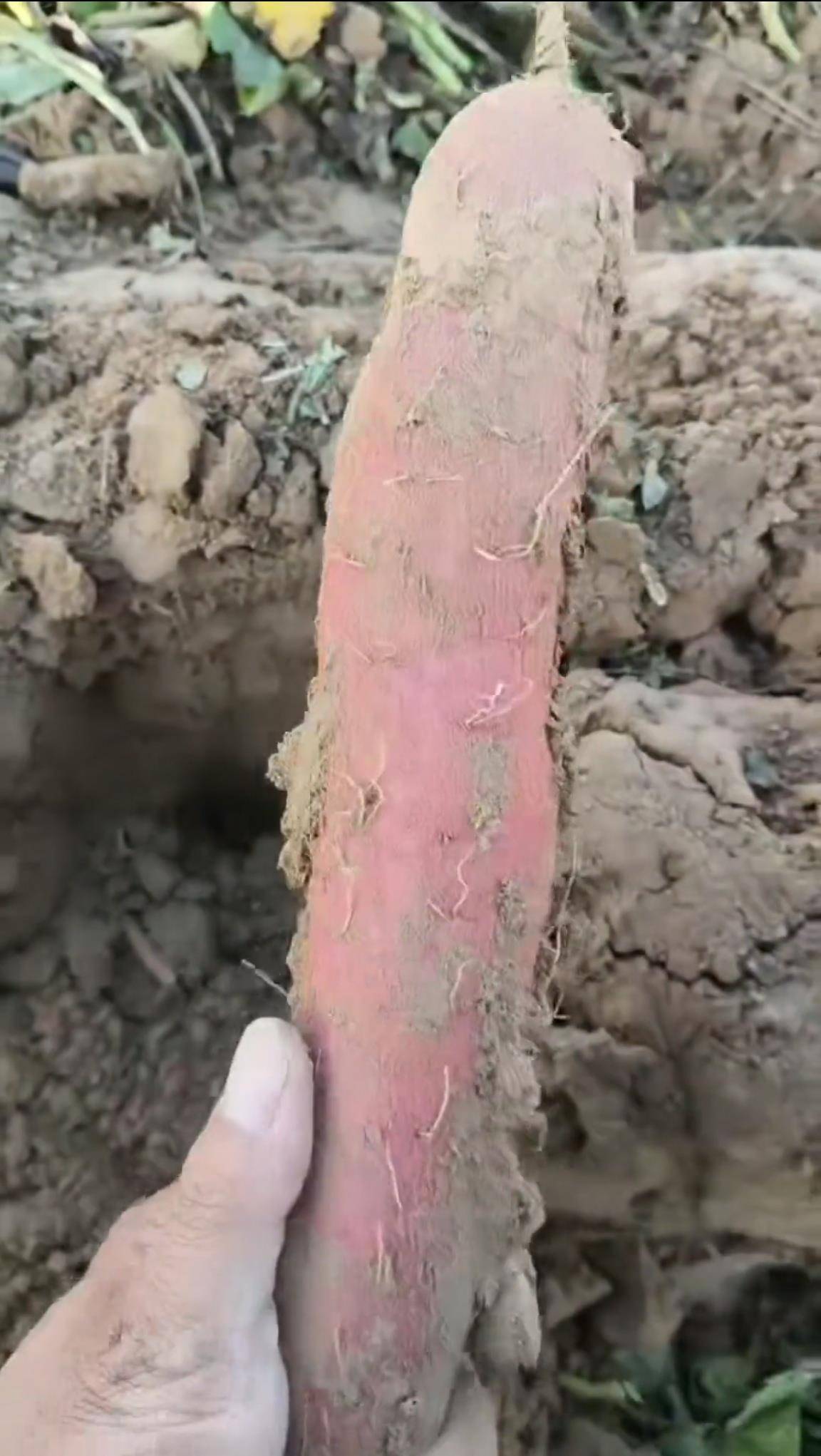 数百人冲进地里捡红薯,田主称是秋收剩下的,网友:免费翻地,利人利己