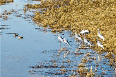 三万候鸟云集科尔沁