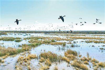 三万候鸟云集科尔沁