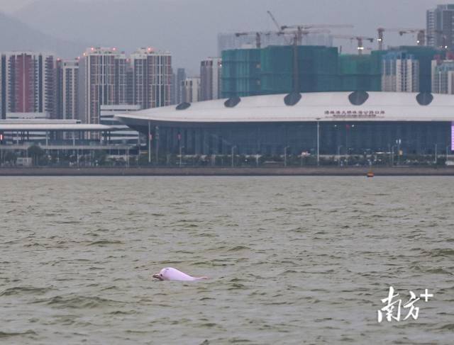 “喜洋洋”“乐融融”本尊现身!中华白海豚畅游港珠澳大桥为十五运会助阵