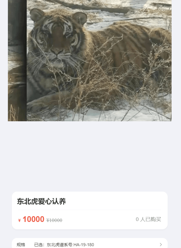 认养东北虎两年,续费时才知道老虎已死亡