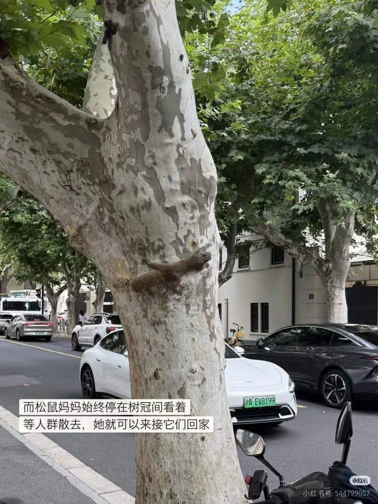 3只幼崽跌落滚烫地面，十余分钟后一场科教书式救援……网友点赞